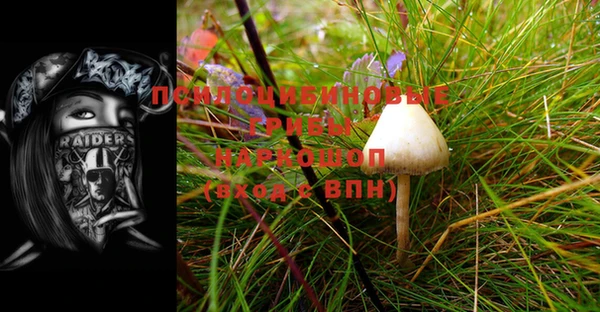 индика Белокуриха